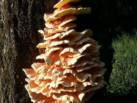 상황버섯 쌀 주의사항