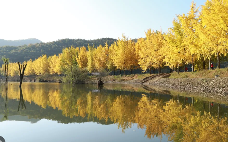 괴산 문광저수지 여행코스, 사계절 즐기는 은행나무길과 저녁 풍경