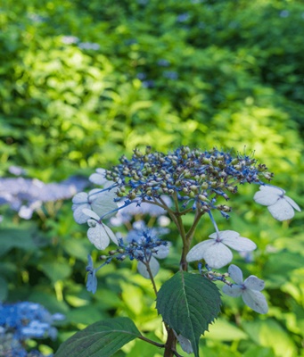 화담숲 모노레일