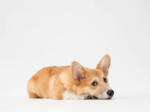 강아지 꿈 해몽