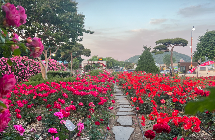 오십천 장미공원