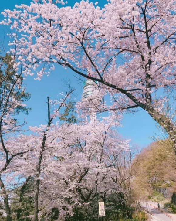 벚꽃축제 봄꽃축제