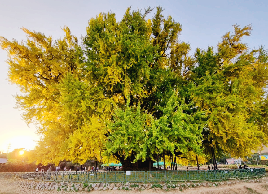 반계리은행나무 단풍