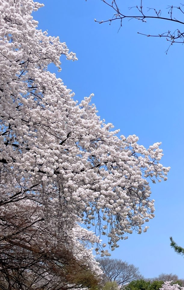 벚꽃
