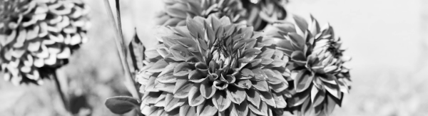 물주기: 1주일에 1~2회