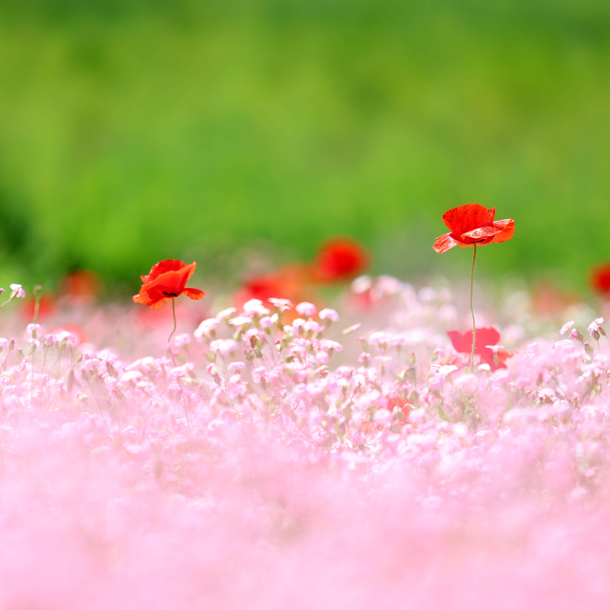 원주 용수골꽃양귀비축제