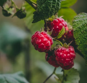 갑상선 기능 항진증에 좋은 음식 영양제 식단