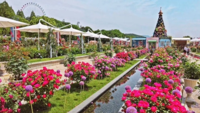 에버랜드장미축제
