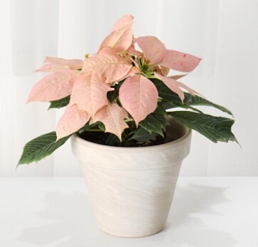 겨울 꽃 포인세티아