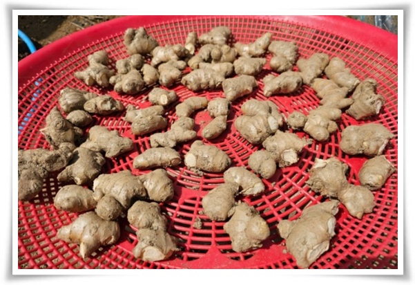 &quot;생강 심기&quot; 텃밭의 보물, 4월 ~ 5월 초 생강 심기로 건강과 맛을 동시에!