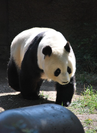 공영과 민간 동물원의 멸종위기 동물 보전 활동을 비교 분석