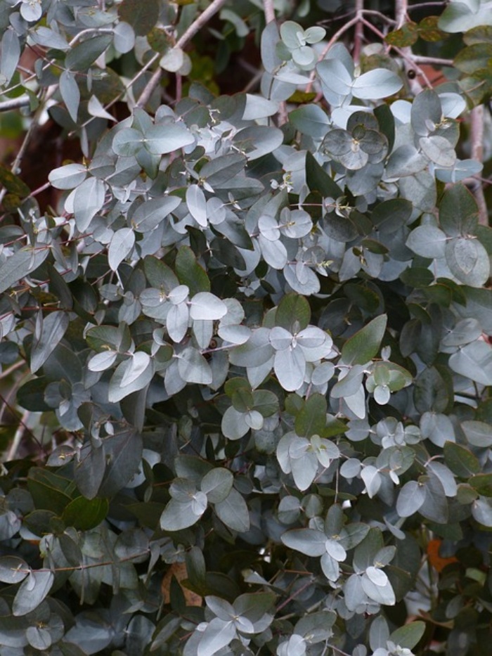 아로마 오일의 종류와 효능-유칼립투스