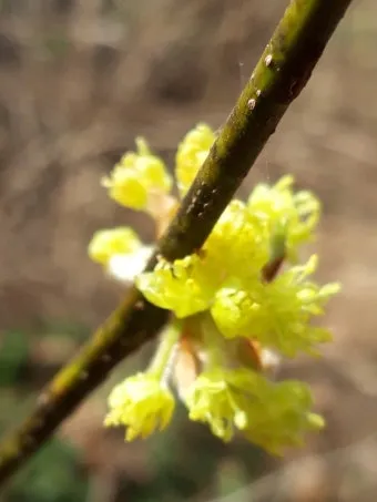 생강나무 꽃 개화시기 모양 특징_16