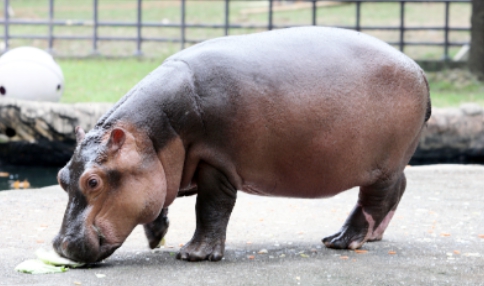 서울대공원-동물원-하마