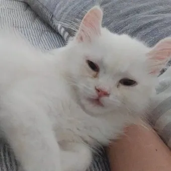 고양이가 눈물 흘리는 이유 눈물관리 가이드_17