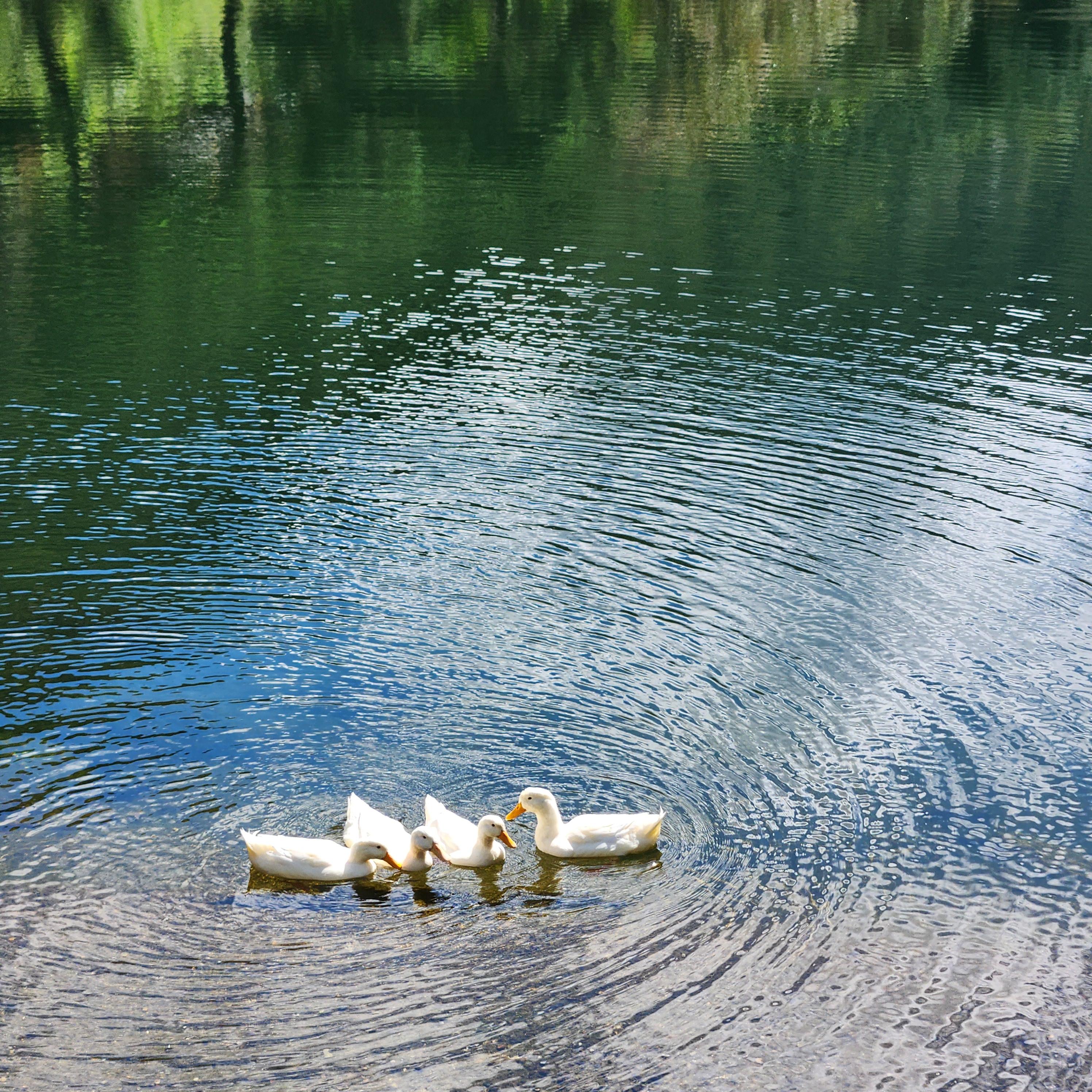 양평 도토리골 카페 - 거의 외국인데...? 사람 없는 히든 카페!
