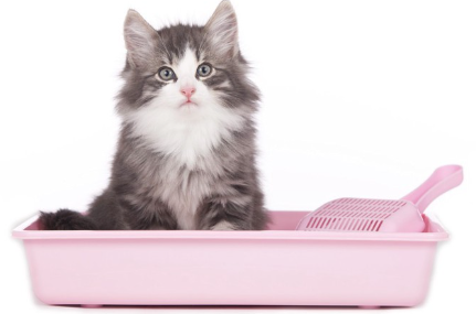 화장실에 앉는 고양이.