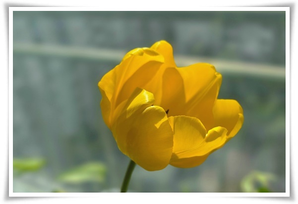 "튤립" 매력적인 봄의 대표적인 꽃, 튤립의 매력!