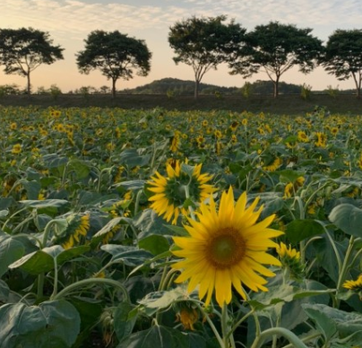 '100억송이' 가을꽃