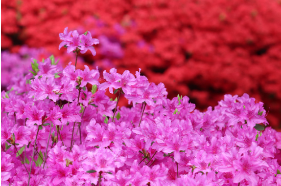 전국 철쭉 명소 및 드라이브 코스 추천