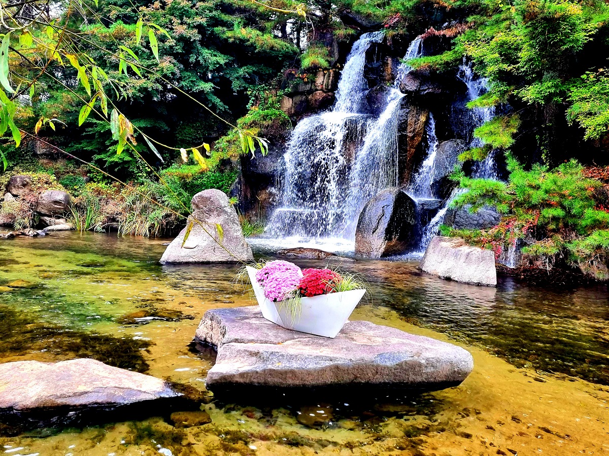 다시 찾아간 2024 인제 가을꽃축제: 국화, 야생화, 수변산책로, 숲 속 꽃길의 매력