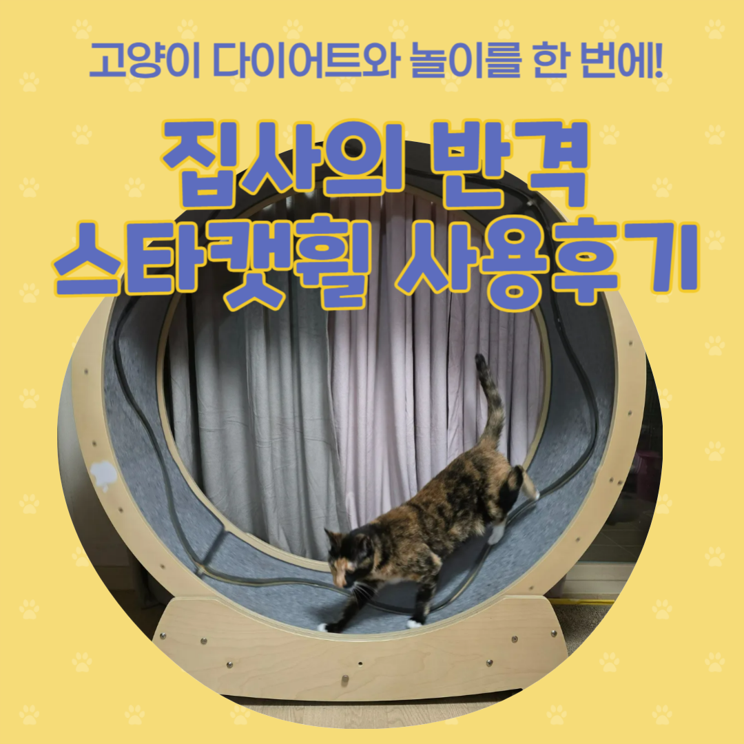 집사의 반격 스타캣휠 사용후기