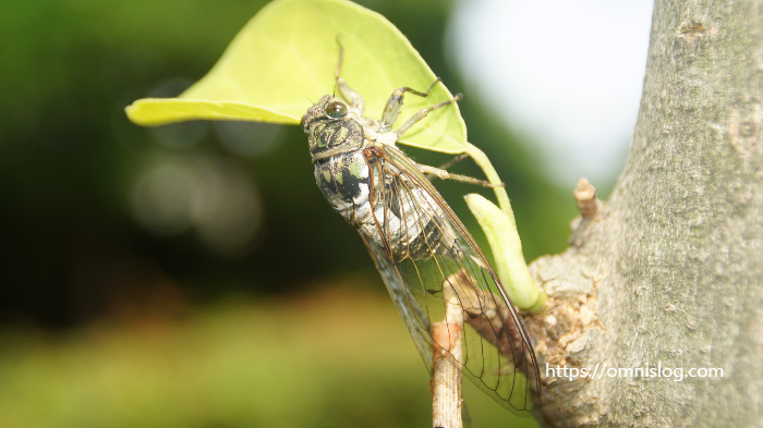 말매미, Korean Blackish Cicada