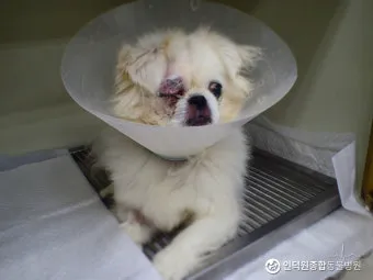 강아지 백내장 수술비용 현실 증상 예방법 보호자 가이드 정리_5