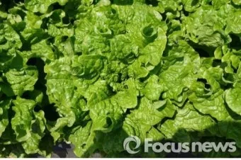 여름상추 재배 방법과 요령, 기간, 온도, 여름상추 종류, 파종 방법, 파종시기_50