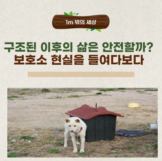 구조된 개들의 삶, 그 후는 안전할까? 보호소의 진실을 말하다