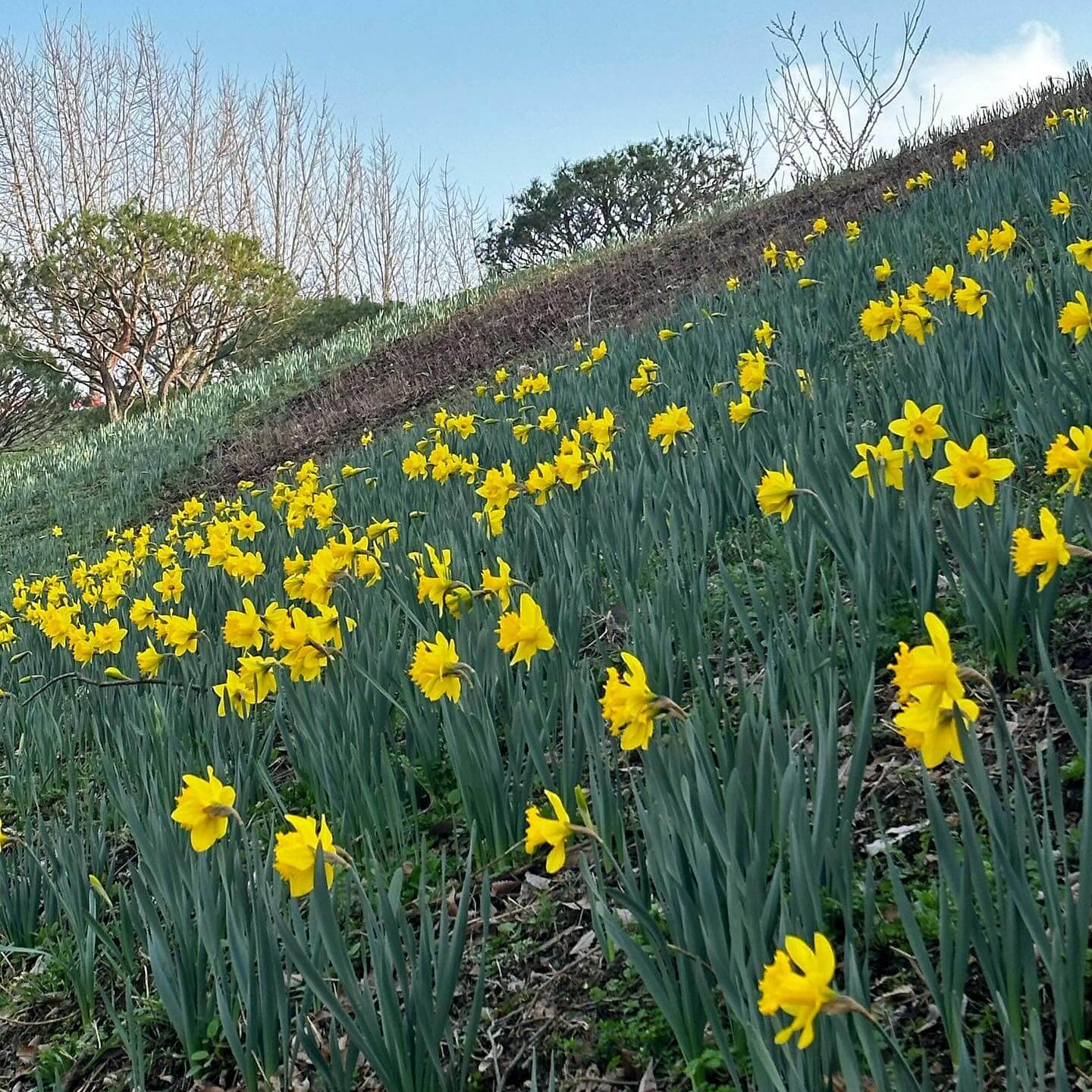 억만송이 봄꽃대향연 튤립 수선화 축제