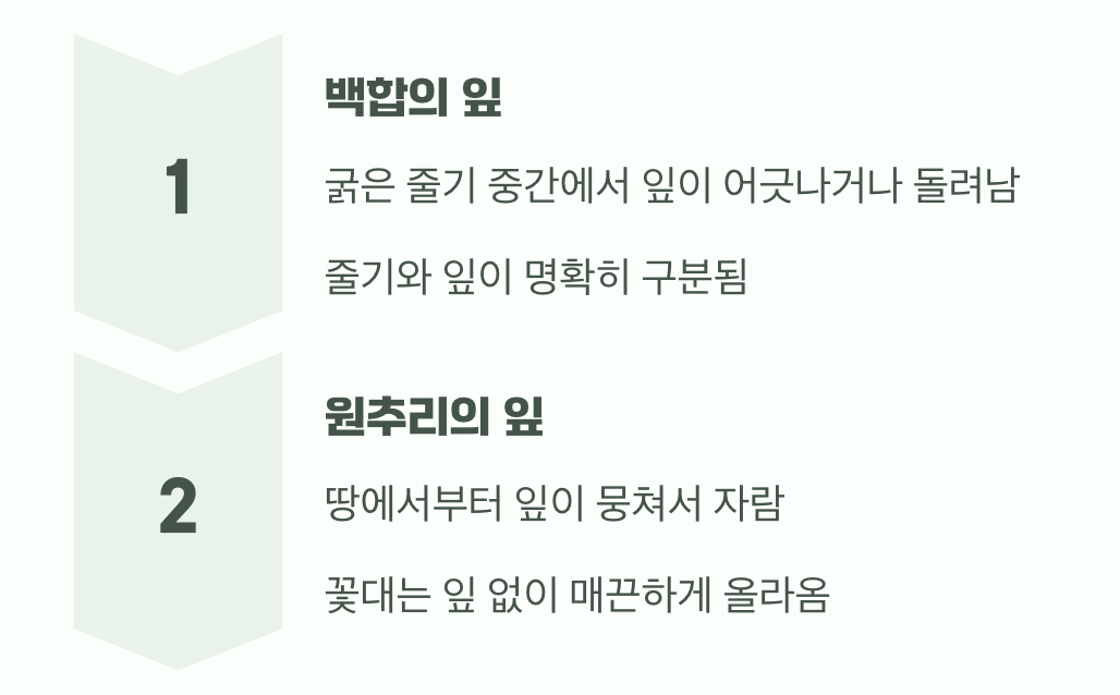 결정적 증거&amp;#44; 잎사귀
