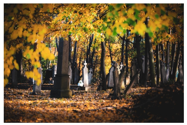 탄소 흡수형 메모리얼 트리: 숲으로 돌아가는 장례