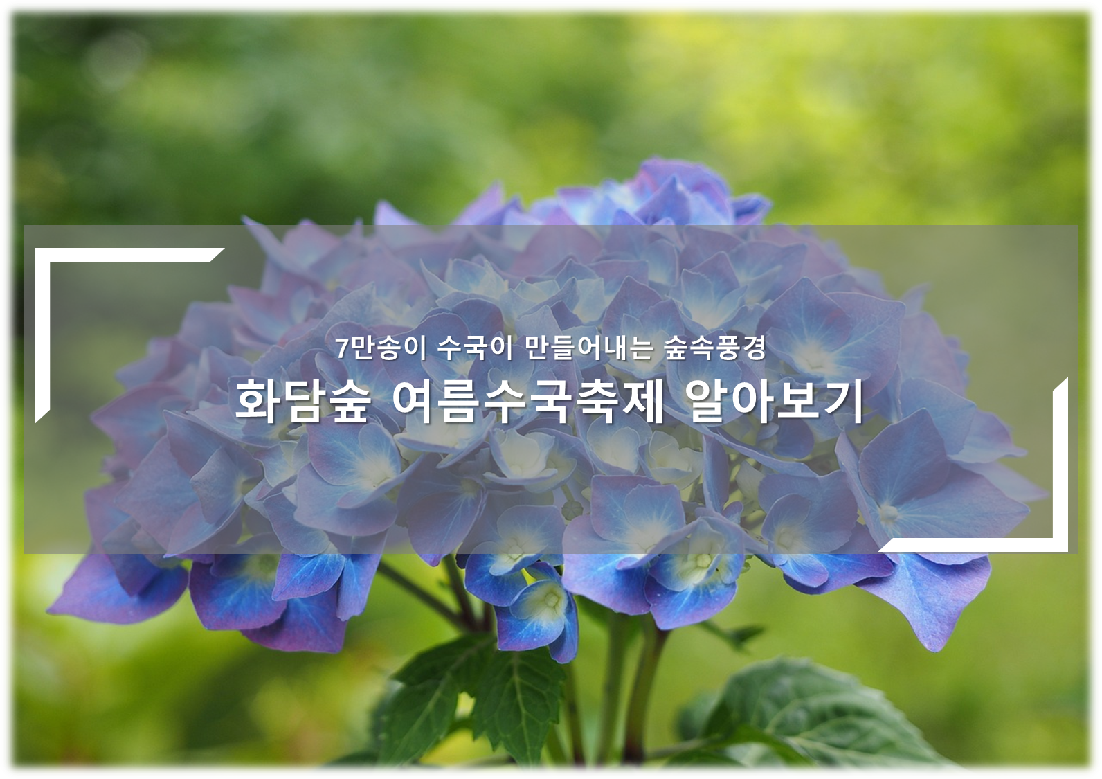 화담숲 여름 수국 축제 안내