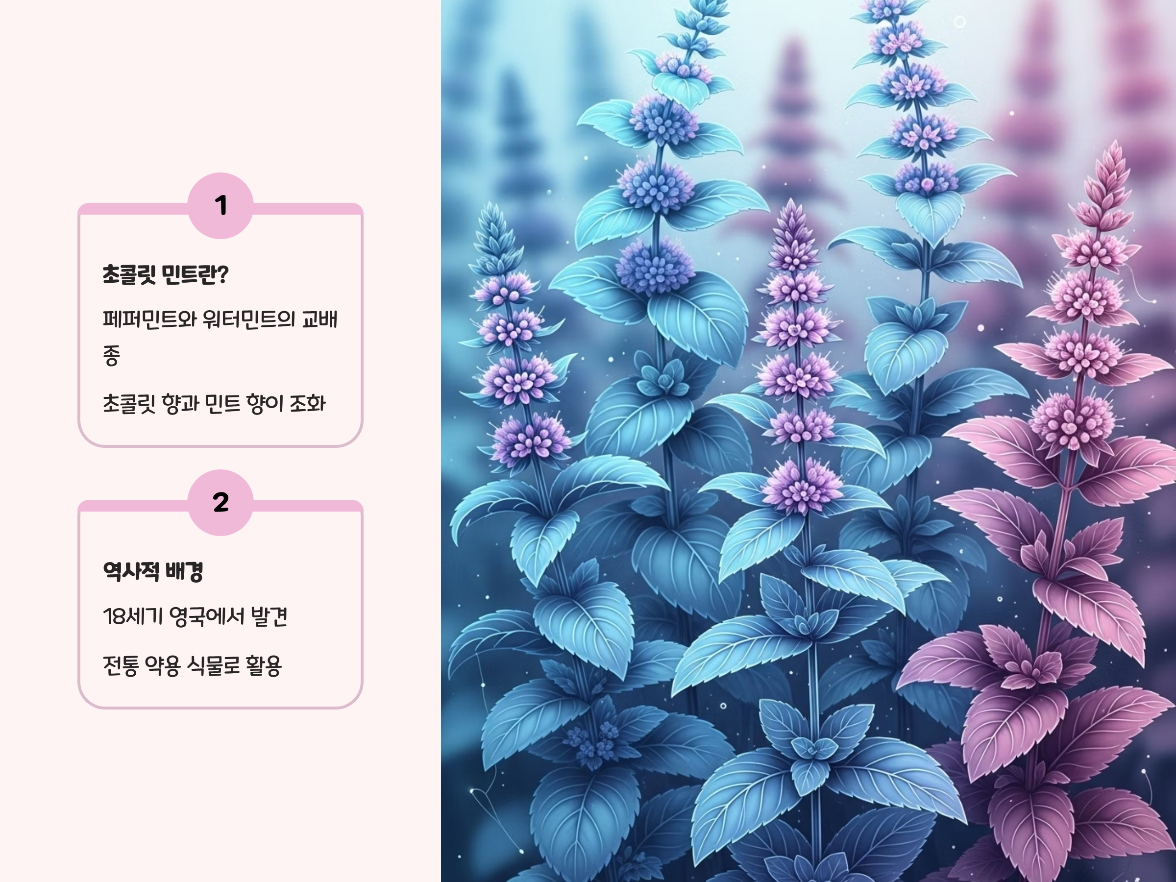 초콜릿 민트란 무엇인가?