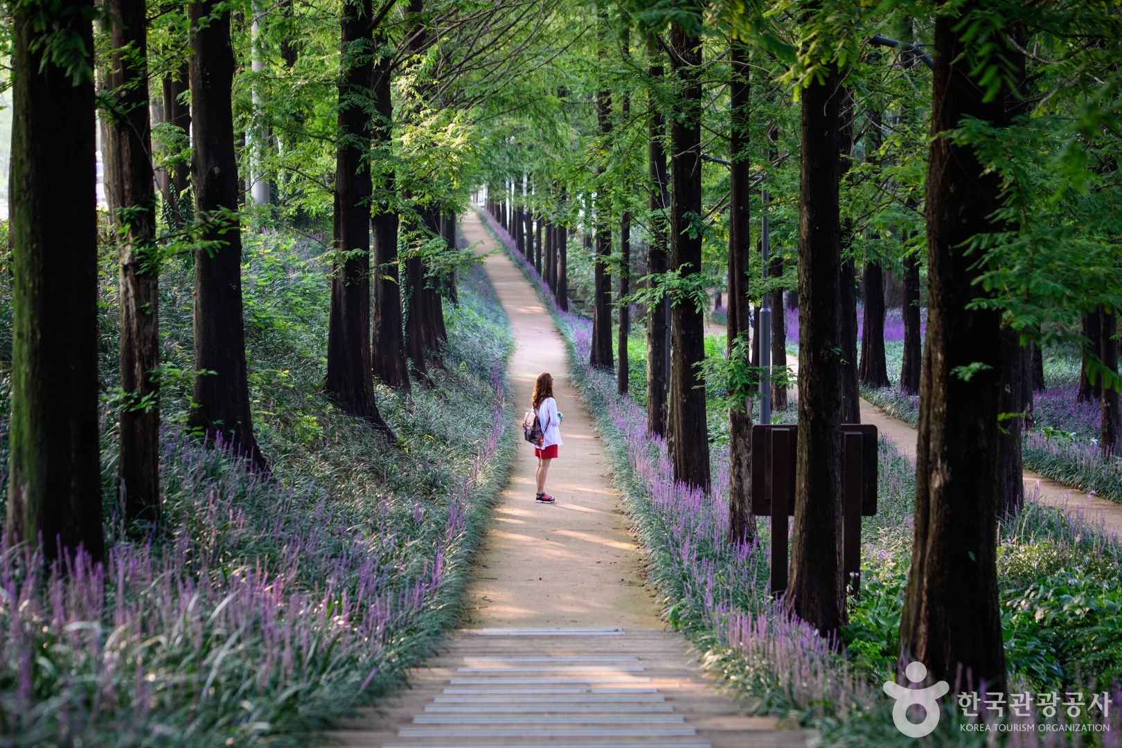 광주 맥문동숲길