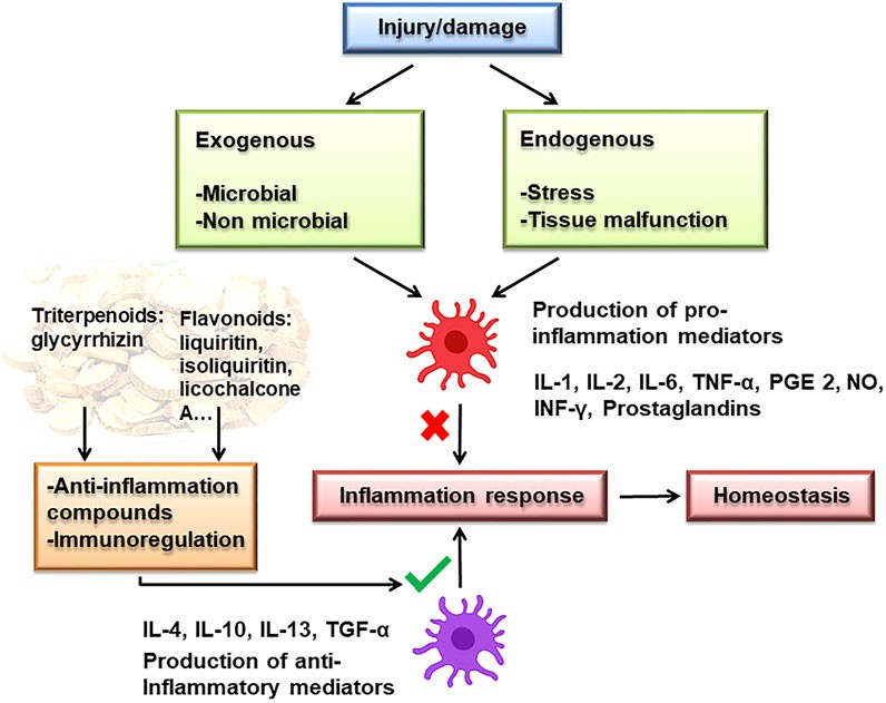 감초 추출물의 주요 효능 : 항염효과