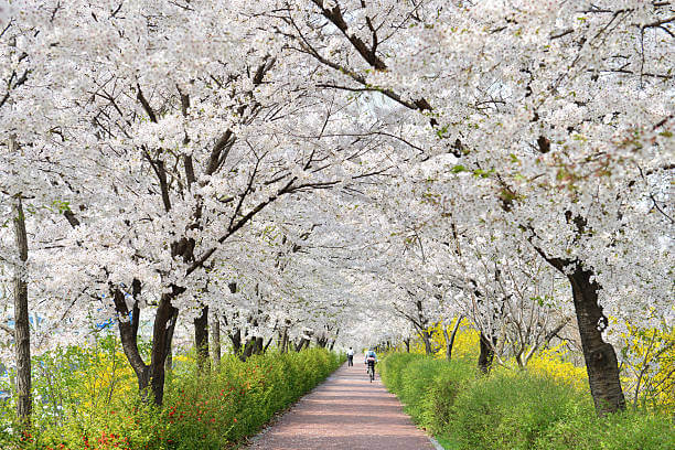 3월 봄꽃 축제 하는곳 봄꽃 여행지