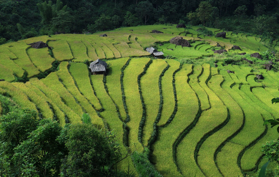 베트남 계단식 논 사진