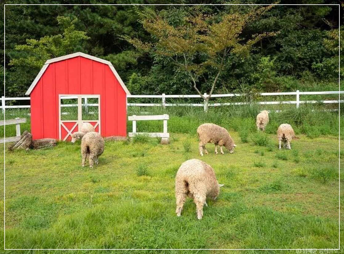 남해 가볼만한곳 베스트10 양마르뜨언덕 양떼목장
