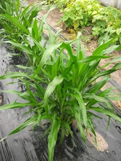 율무 재배 배수로 확보 여름 장마 대비 건조 수확_6