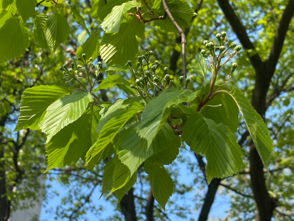팥배나무 꽃봉오리