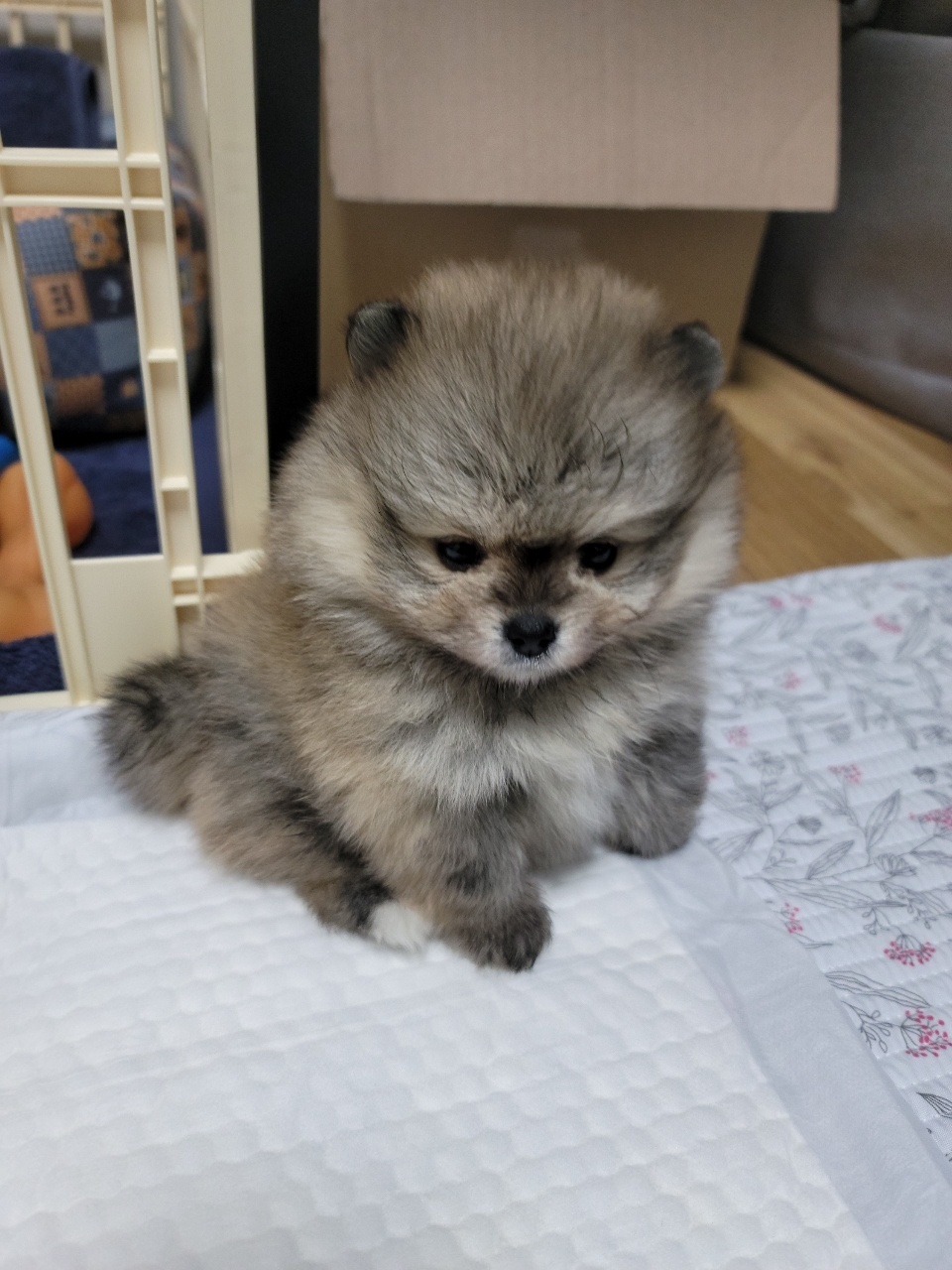 새끼강아지 관련 사진