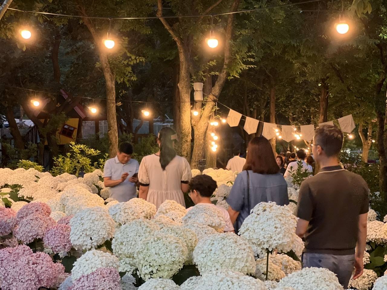 월아산 수국 축제 일정