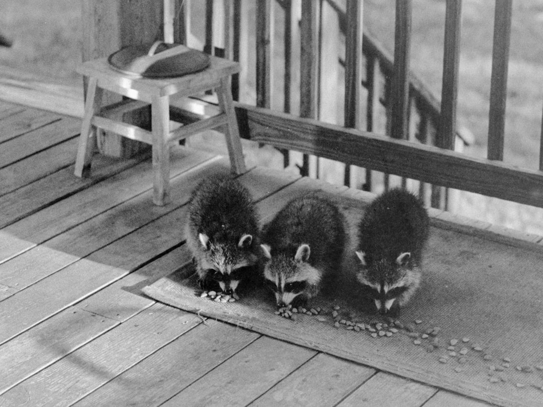 Rabies
