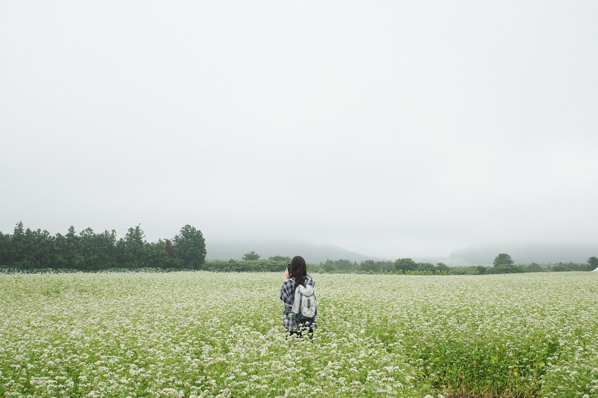 2025 보롬왓 메밀축제 완벽 가이드 - 일정, 입장료, 포토존, 관람 꿀팁 총정리