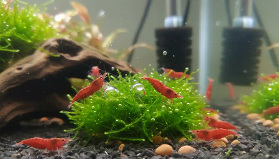 어항속 물고기 체리새우(Cherry Shrimp)