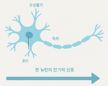 뉴런의 구조와 정보 전달 방식의 작동 원리