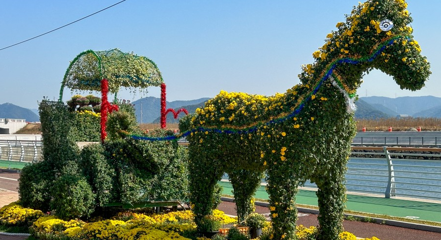 마산국화축제