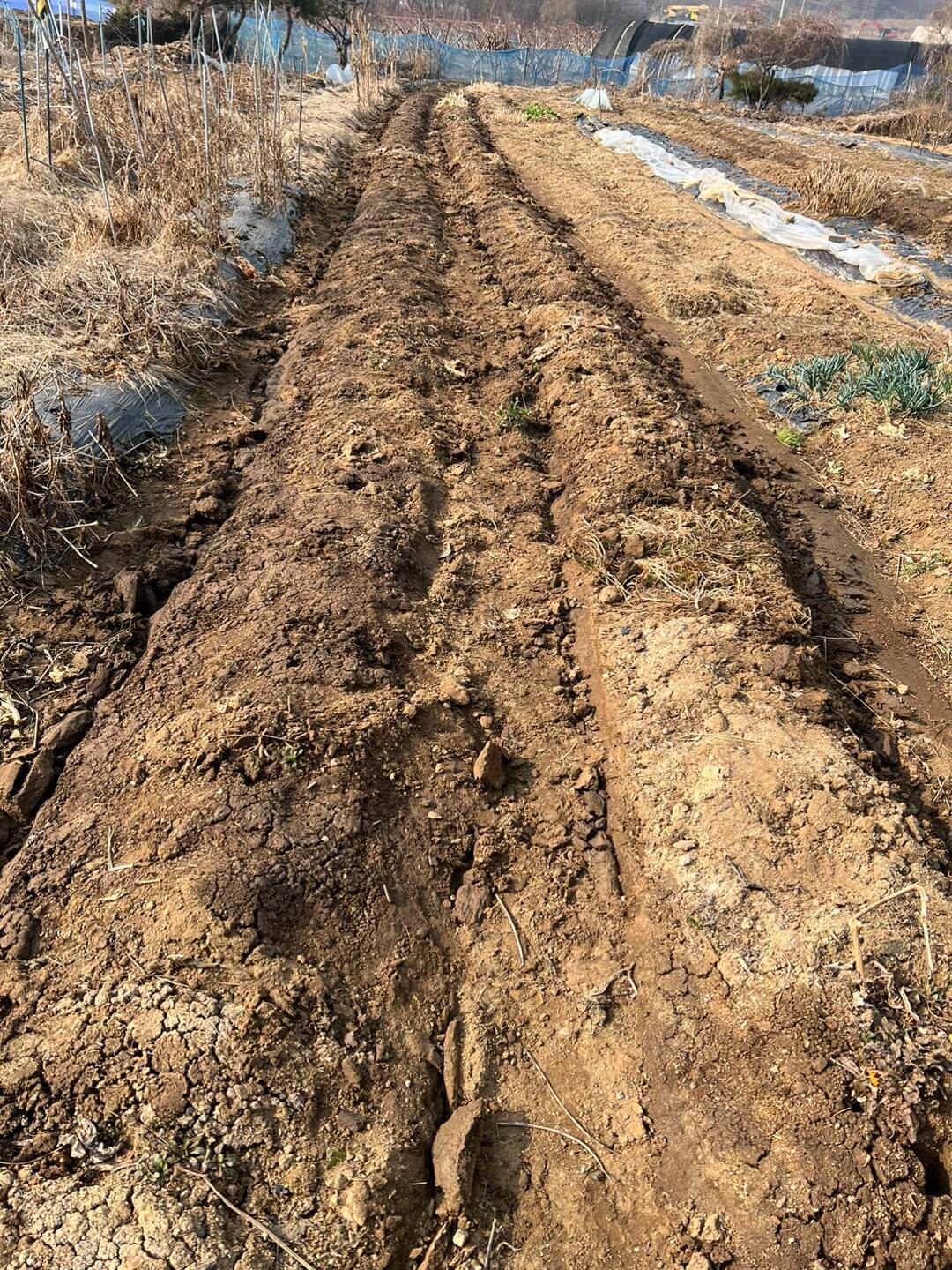 다 정리한 뒤의 깨끗한 밭